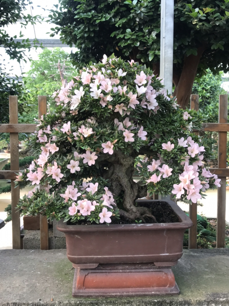 杜鹃花盆景/日本杜鹃花盆景/映山红盆景/进口杜鹃花盆景