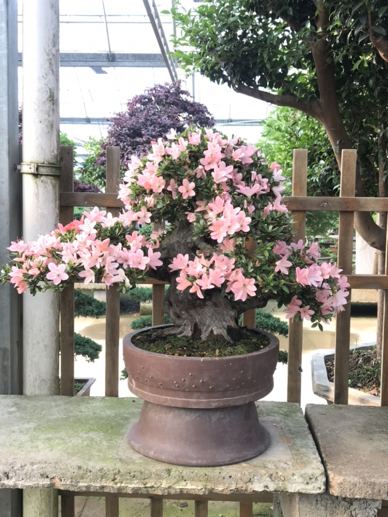 杜鹃花盆景/日本杜鹃花盆景/映山红盆景/进口杜鹃花盆景