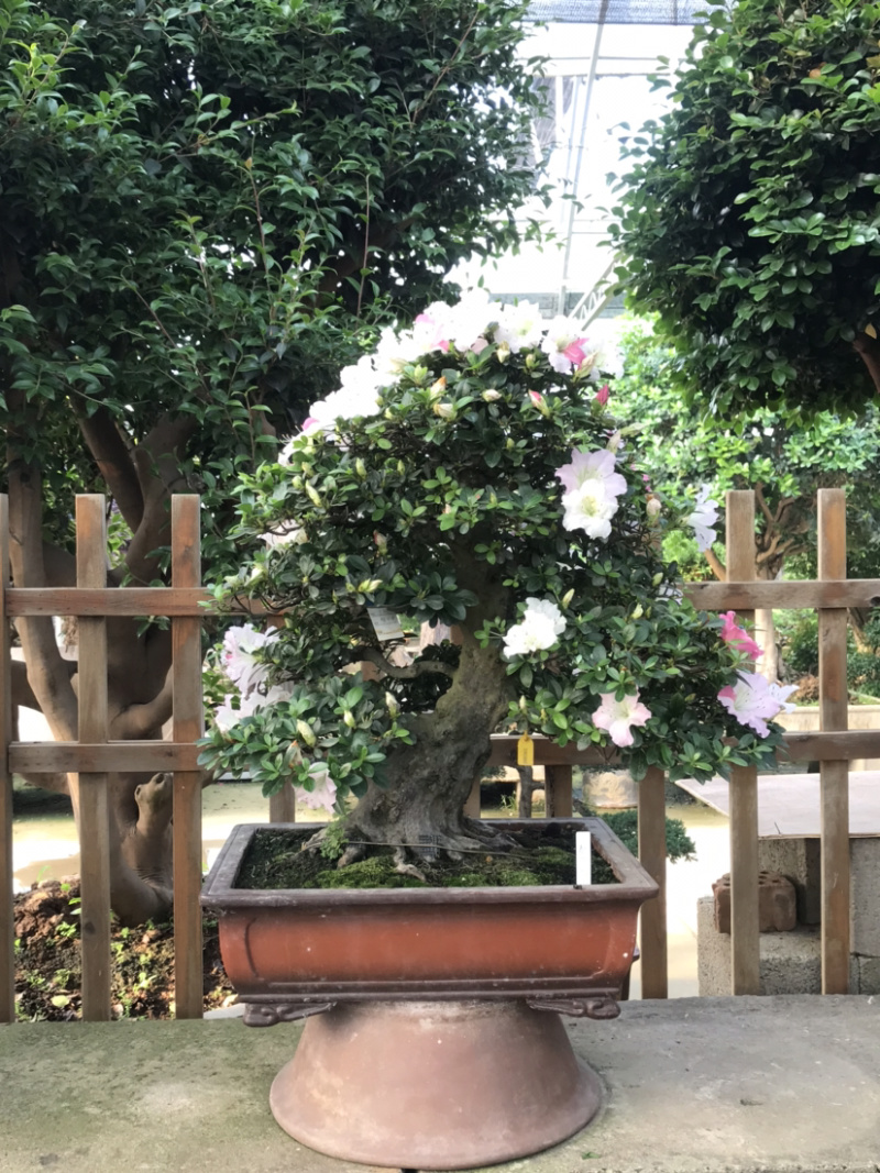 杜鹃花盆景/日本杜鹃花盆景/映山红盆景/进口杜鹃花盆景