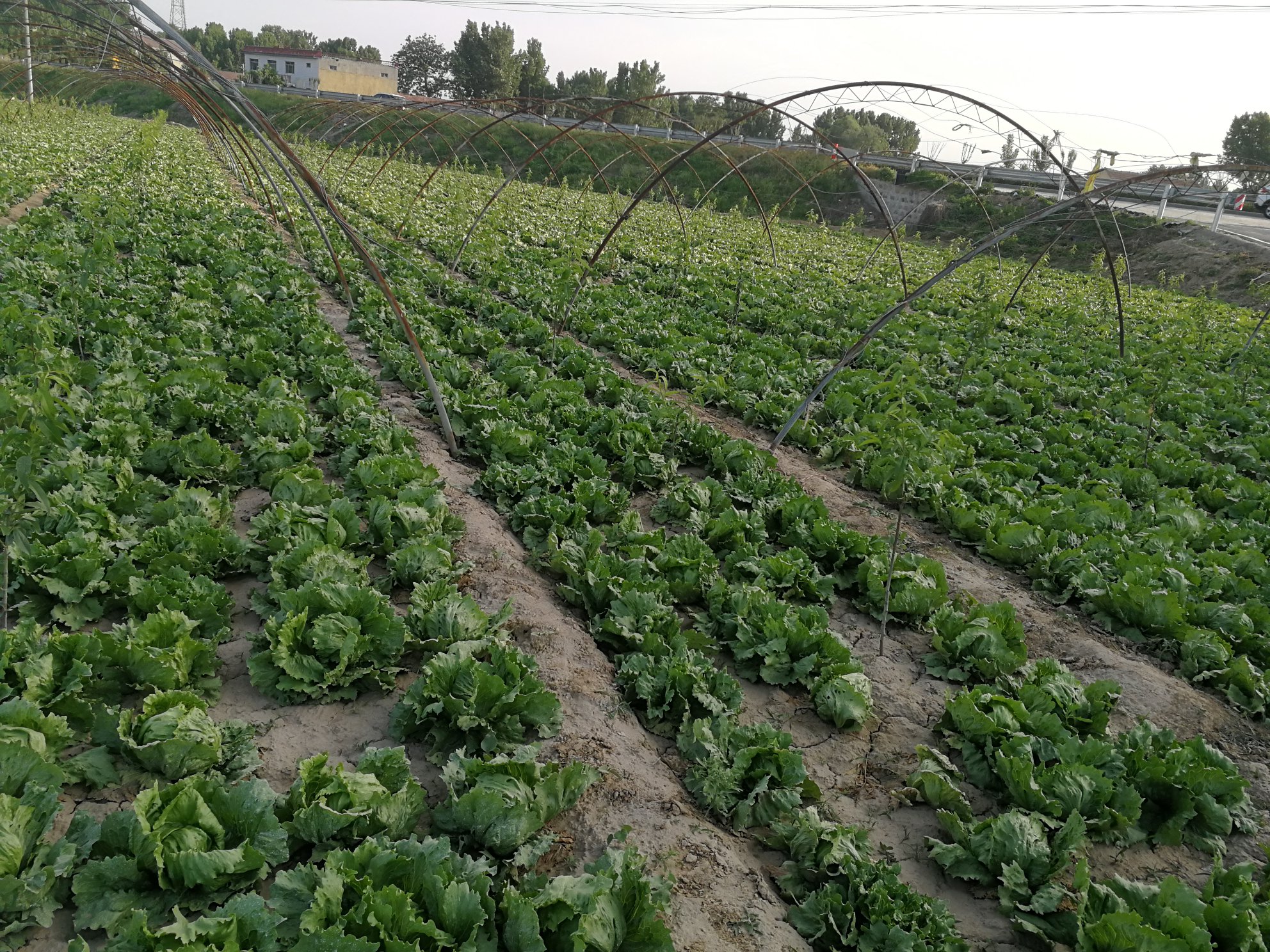 工人正在田间采收成熟的结球生菜,使用专用刀具从基部切割,保留少量外叶保护主球,随后放入塑料筐中准备运往预冷库进行清洗分级。背景可见整齐排列的灌溉管道和监测气象站 生菜采收与分级包装现场图