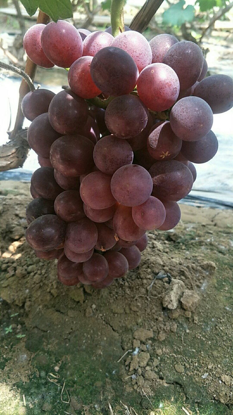 葡萄