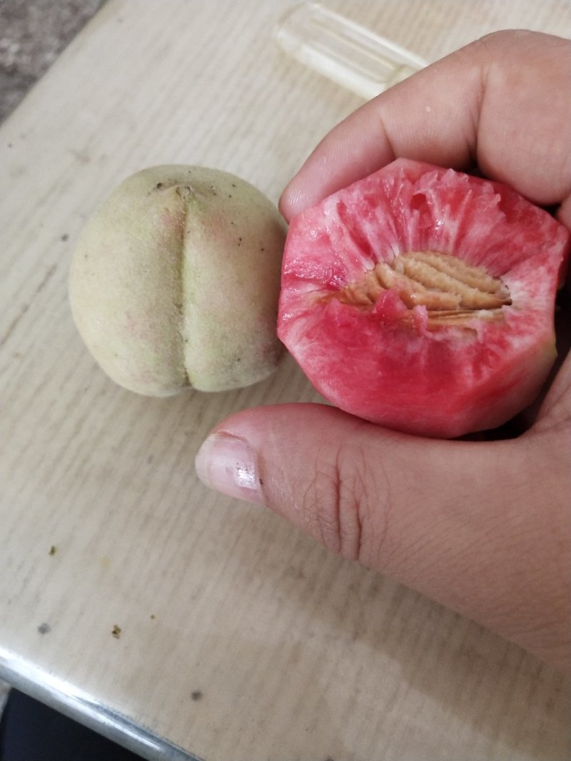 湖北血桃离核（朱砂红猪血红）大+一件代发