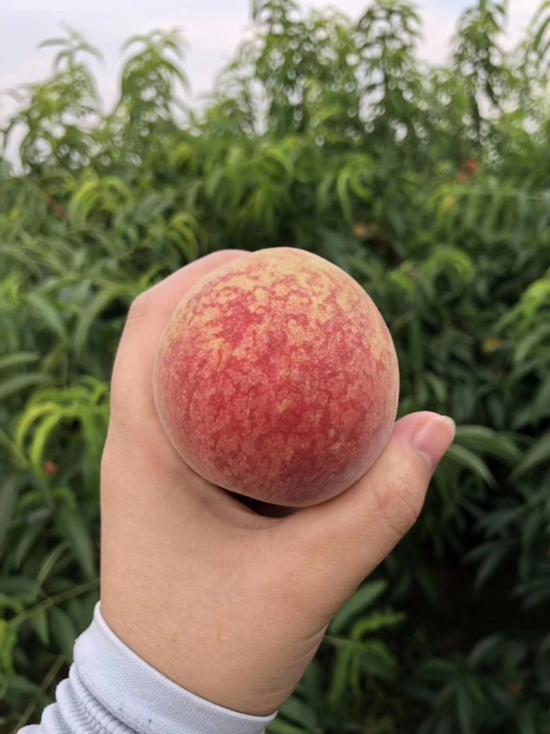 湖北血桃离核（朱砂红猪血红）大+一件代发