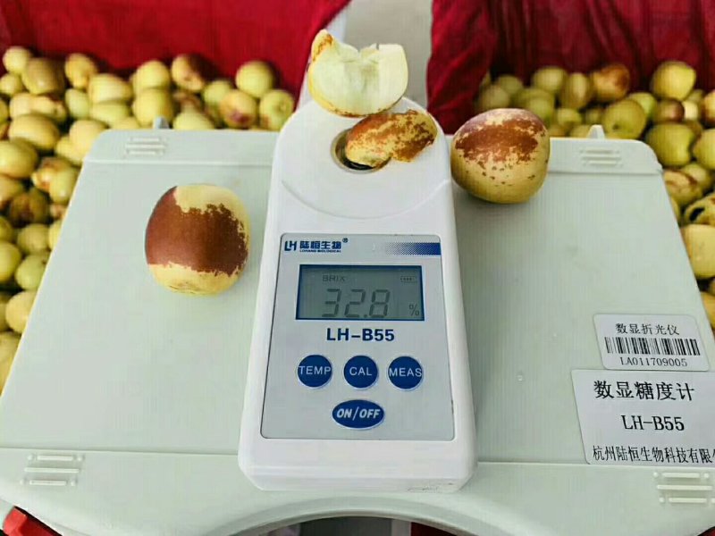 陕西省渭南市大荔冬枣基地
