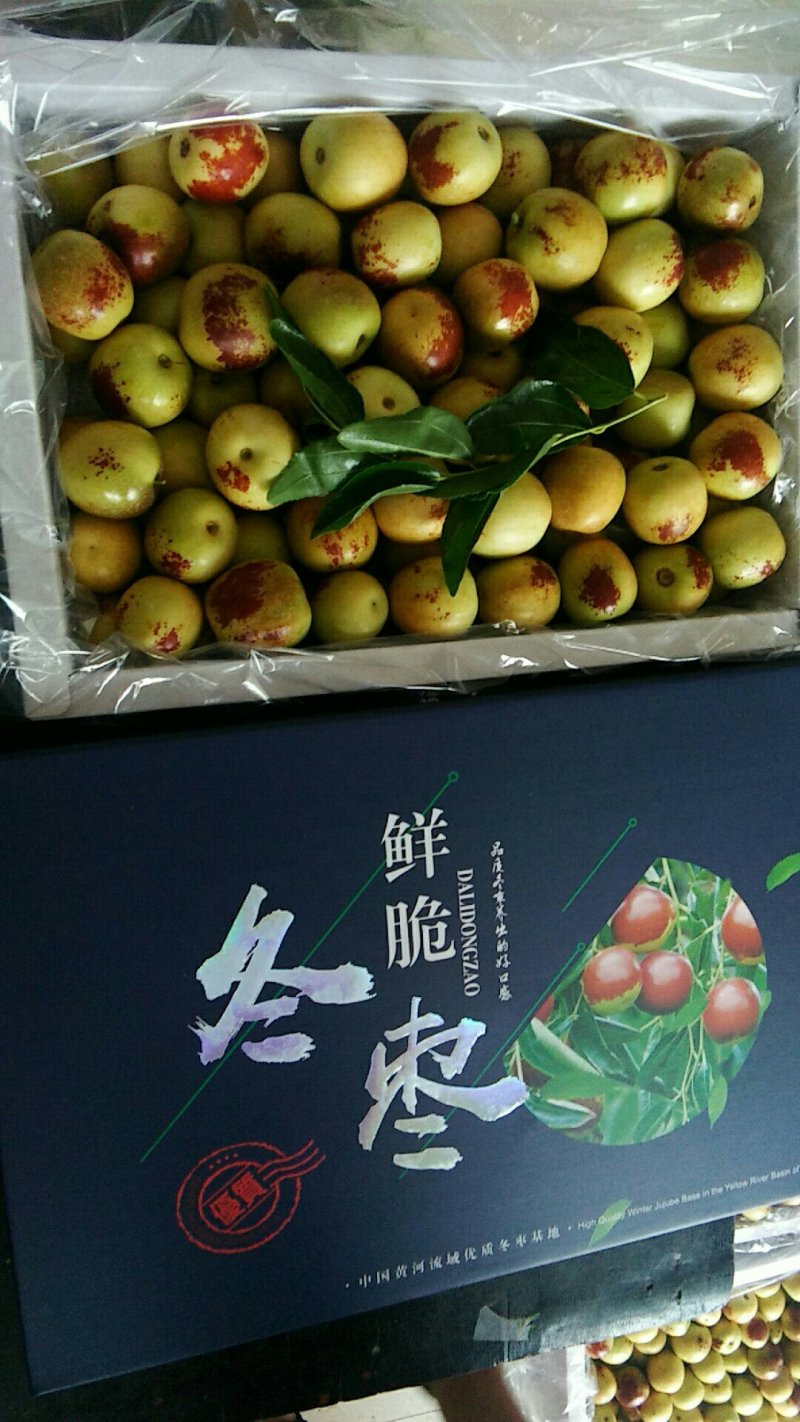 陕西省渭南市大荔冬枣基地
