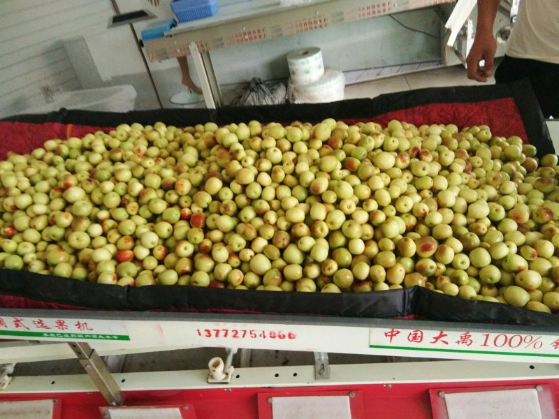 陕西省渭南市大荔冬枣基地