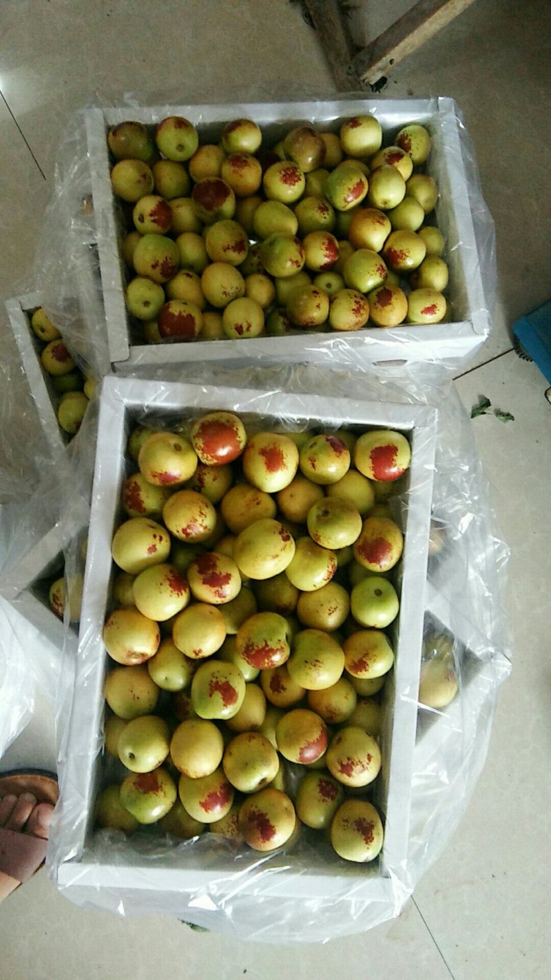 陕西省渭南市大荔冬枣基地