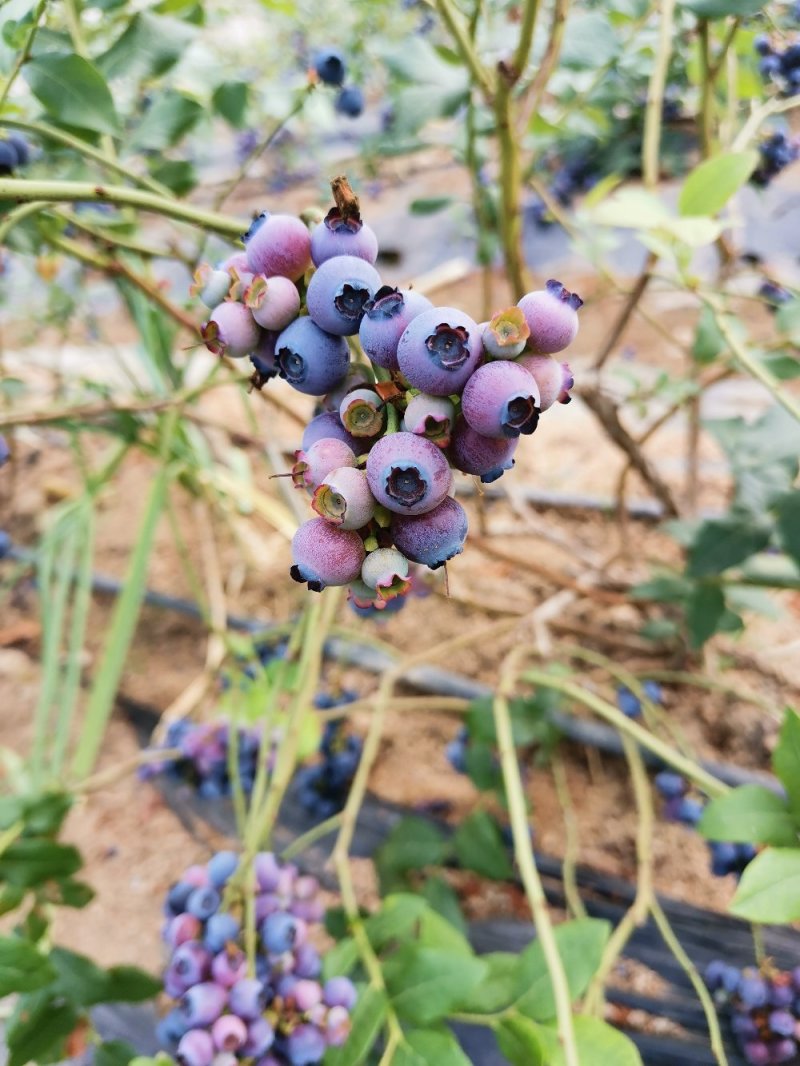 北路蓝莓酒果