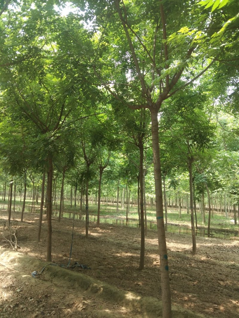 出售各种规格占地栾树，国槐，法桐，金枝槐，金叶槐