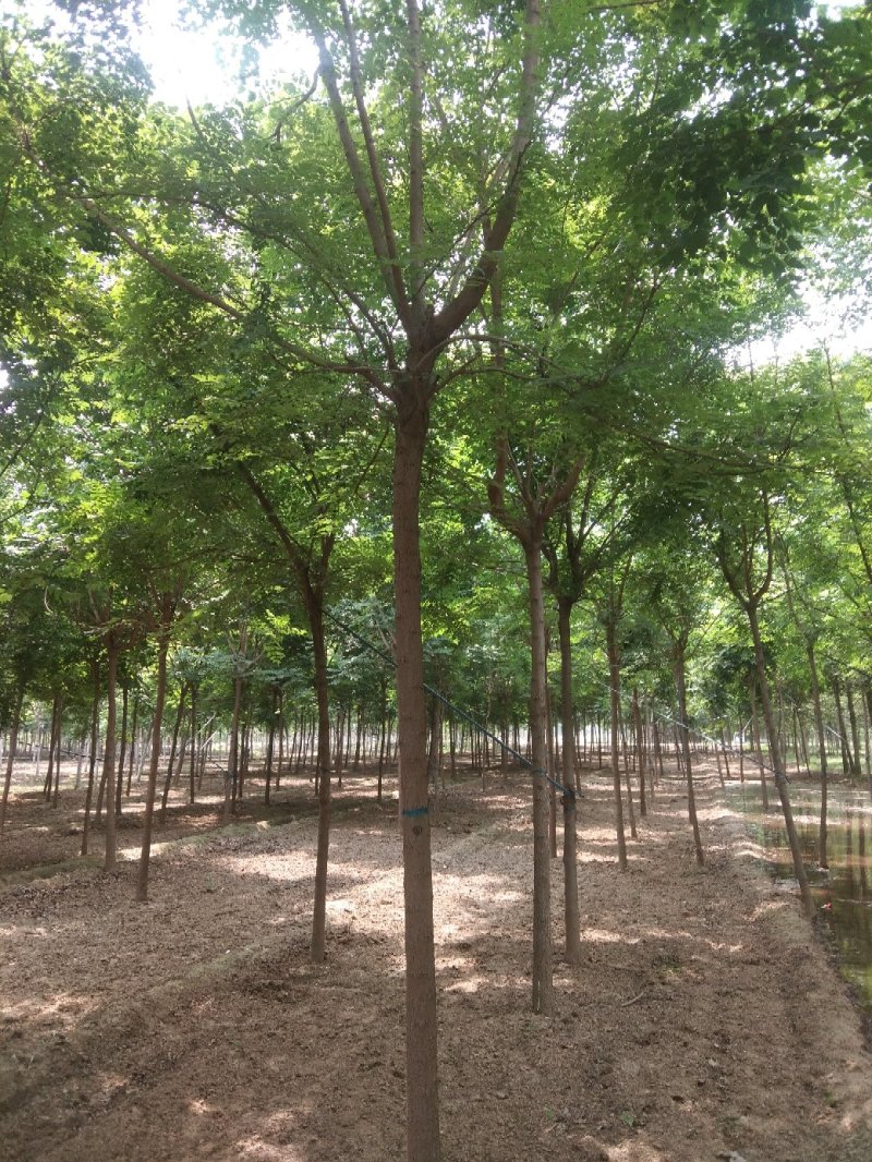 出售各种规格占地栾树，国槐，法桐，金枝槐，金叶槐
