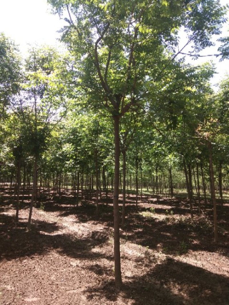 出售各种规格占地栾树，国槐，法桐，金枝槐，金叶槐