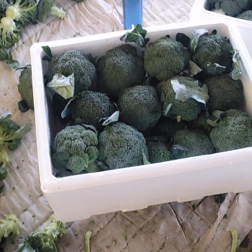 兰州榆中西兰花大量上市狼牙棒净菜价格合理
