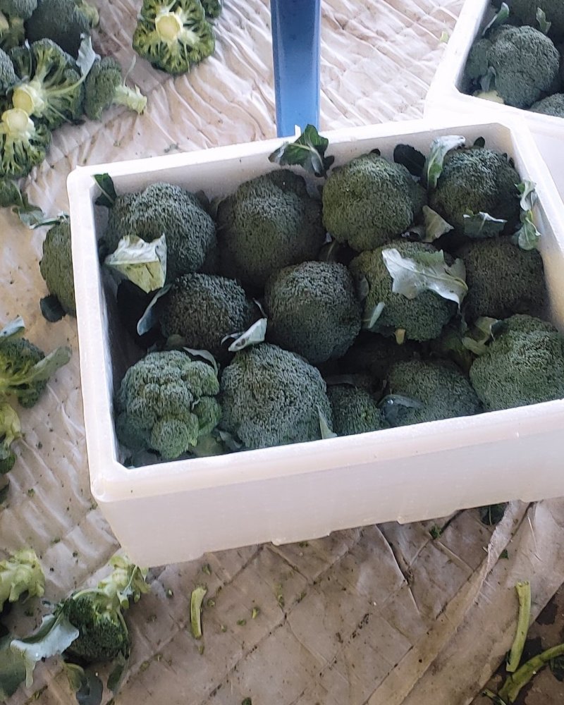 兰州榆中西兰花大量上市狼牙棒净菜价格合理