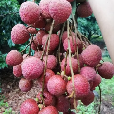 荔枝
