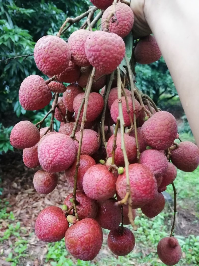 荔枝