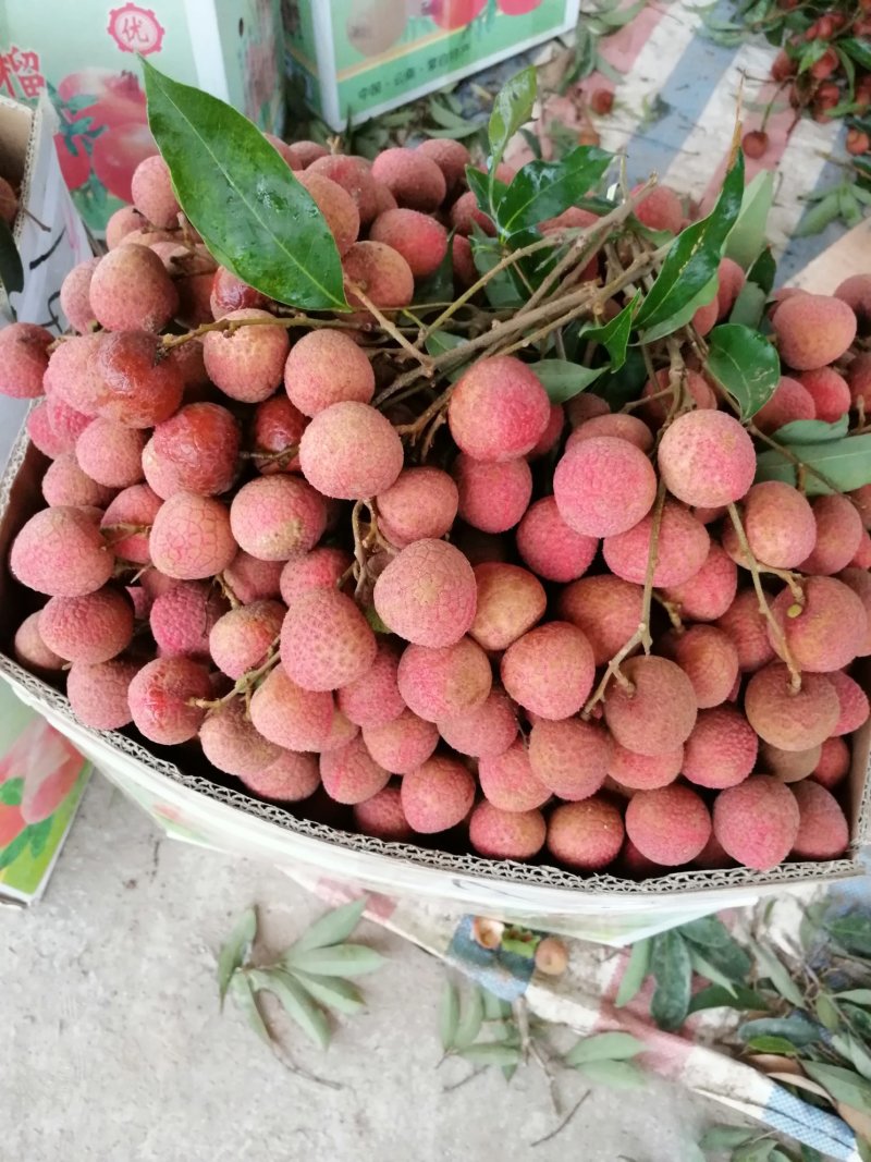 荔枝