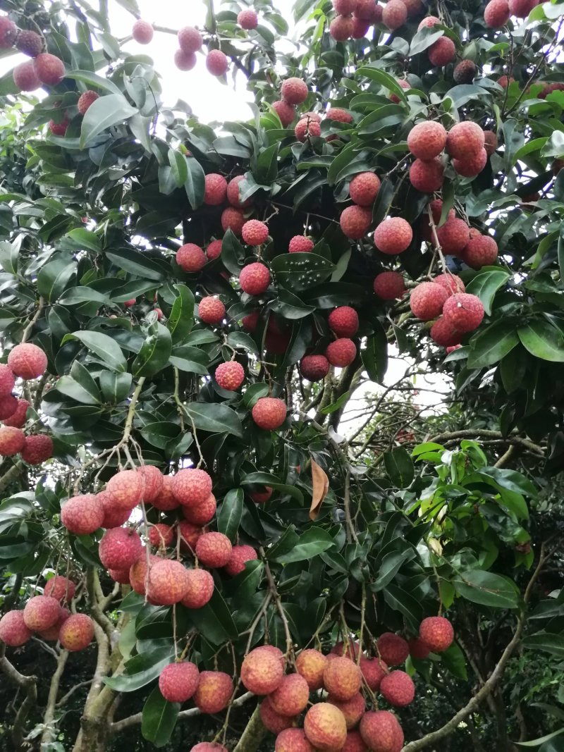荔枝