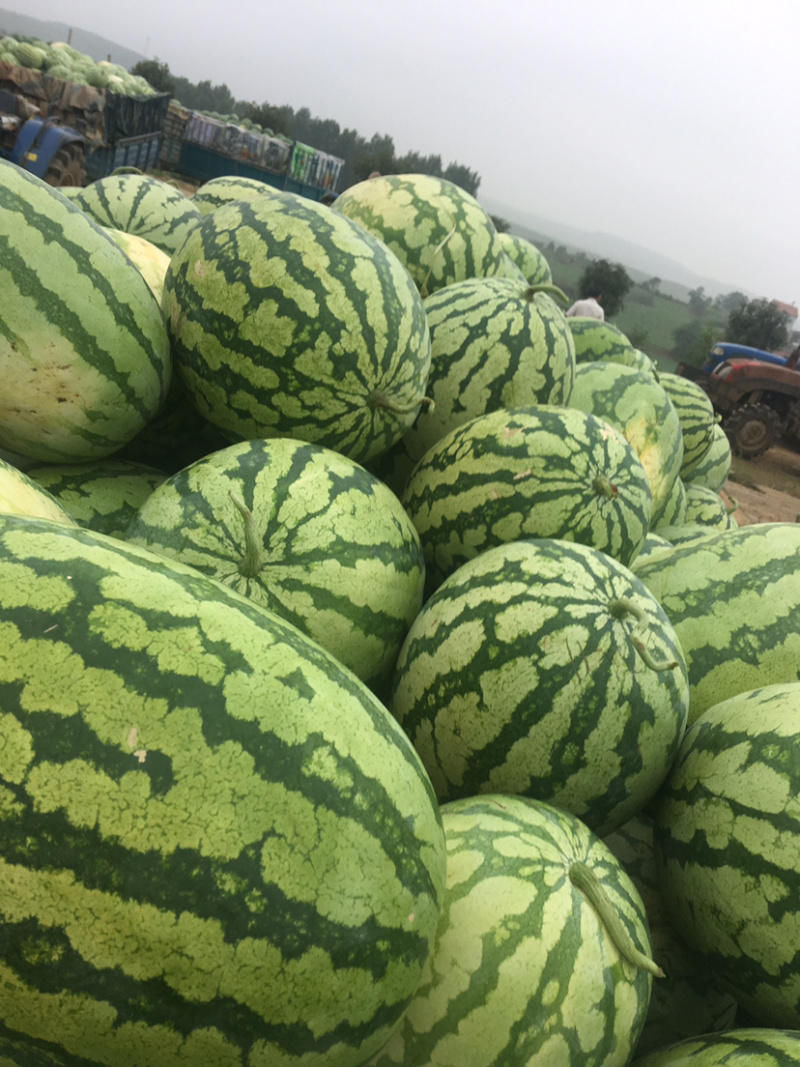 宁夏中卫石头瓜硒砂瓜。大量上市。诚信经营，合作共赢。质量
