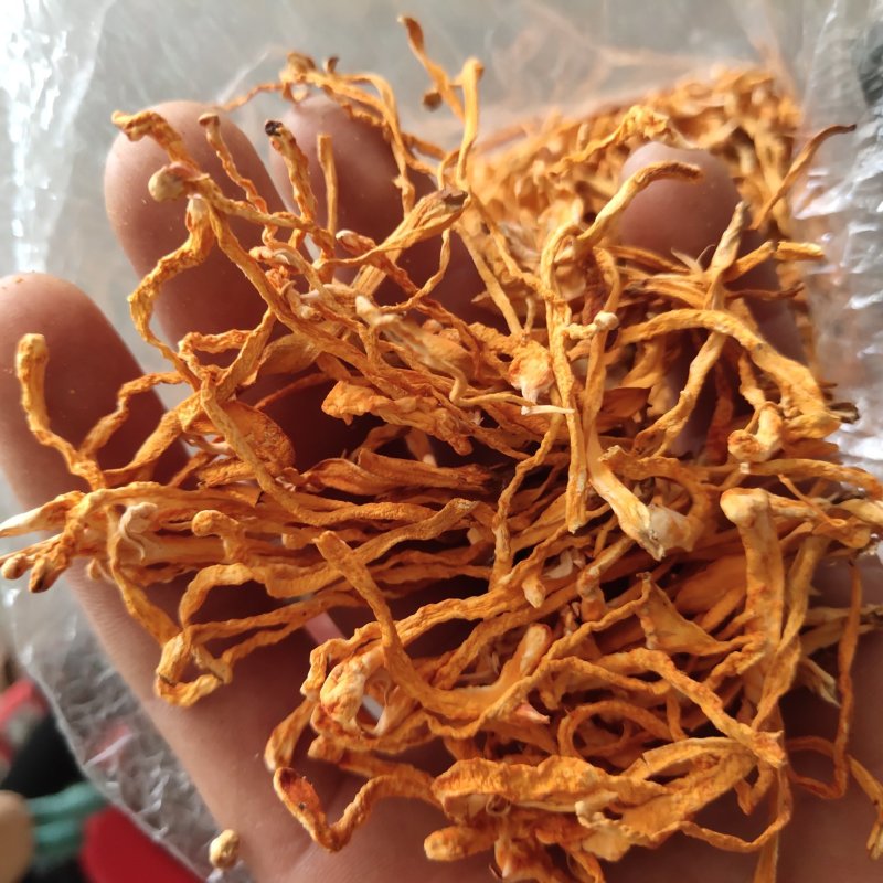 虫草花选，新货无根无杂质关书药业品质保证量大