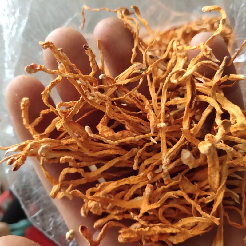 虫草花选，新货无根无杂质关书药业品质保证量大