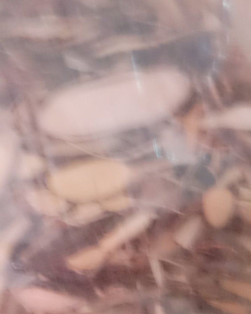 了哥王，常年批发供应冷背中药材了哥王，