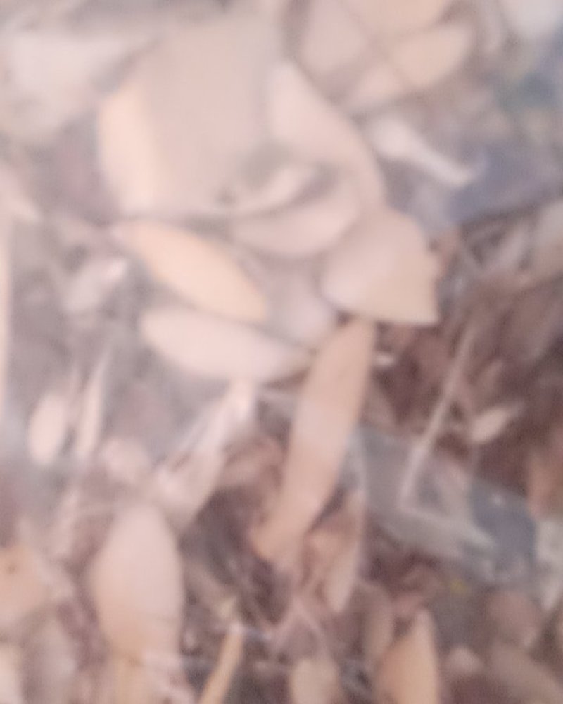 了哥王，常年批发供应冷背中药材了哥王，