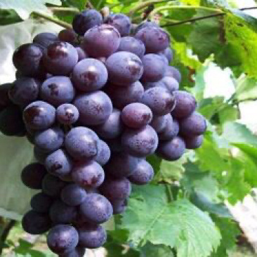 葡萄🍇