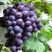 葡萄🍇