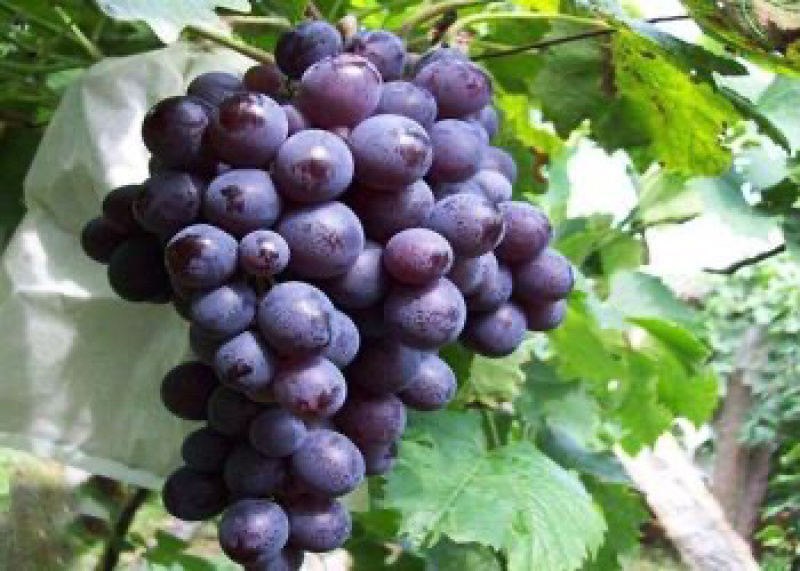 葡萄🍇