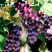 葡萄🍇