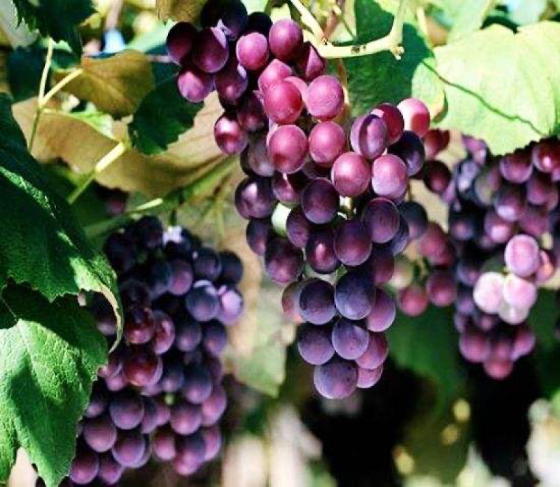 葡萄🍇