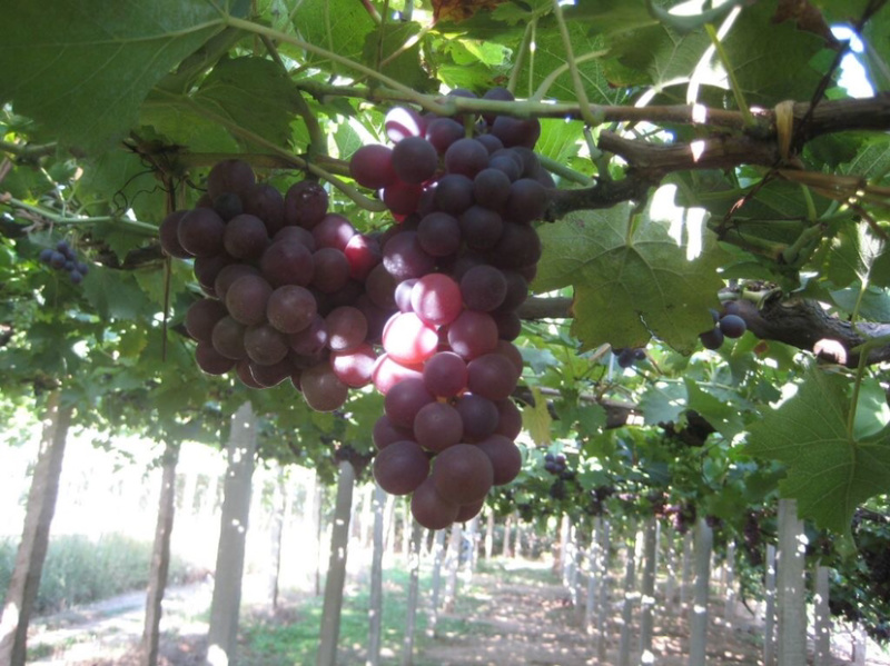 葡萄🍇