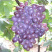 葡萄🍇