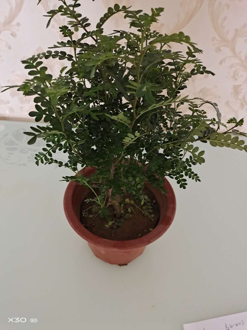 清香木苗高30-40公分带盆包邮可视频看货选货