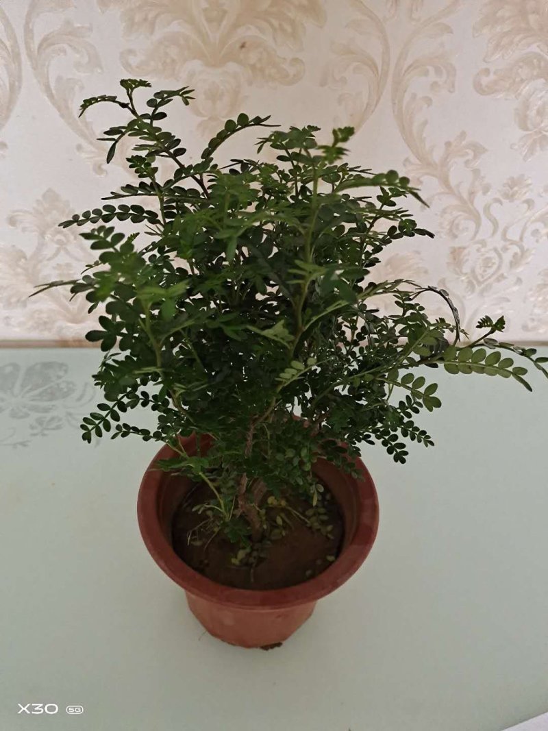 清香木苗高30-40公分带盆包邮可视频看货选货