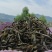 勐海县布朗山茶区自产自销