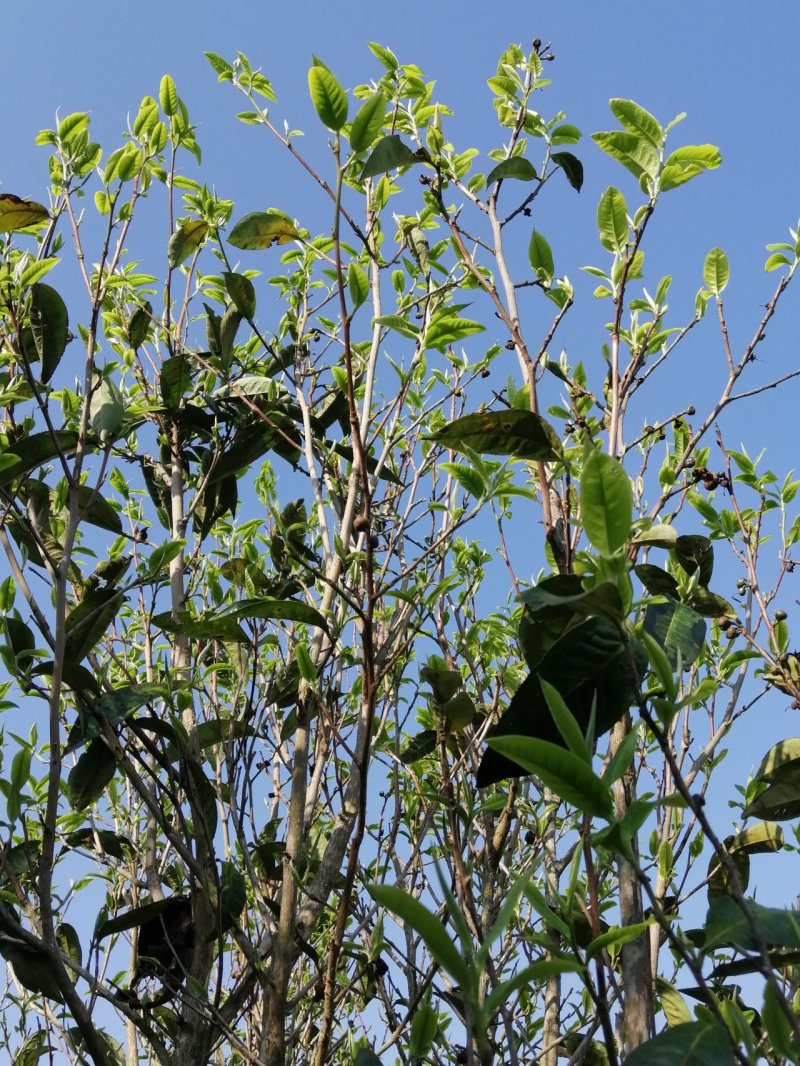 勐海县布朗山茶区自产自销
