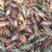 龙虾苗，80--120尾，精养优质，基地发货，量大从优。
