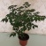 幸福树高度30-40公分带盆包邮28元一颗，100盆以上