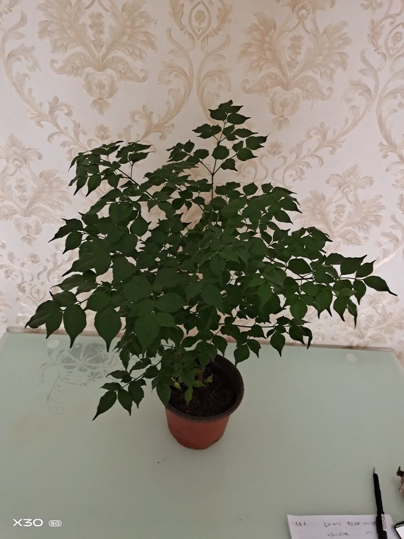 幸福树苗高度30-40公分带盆包邮