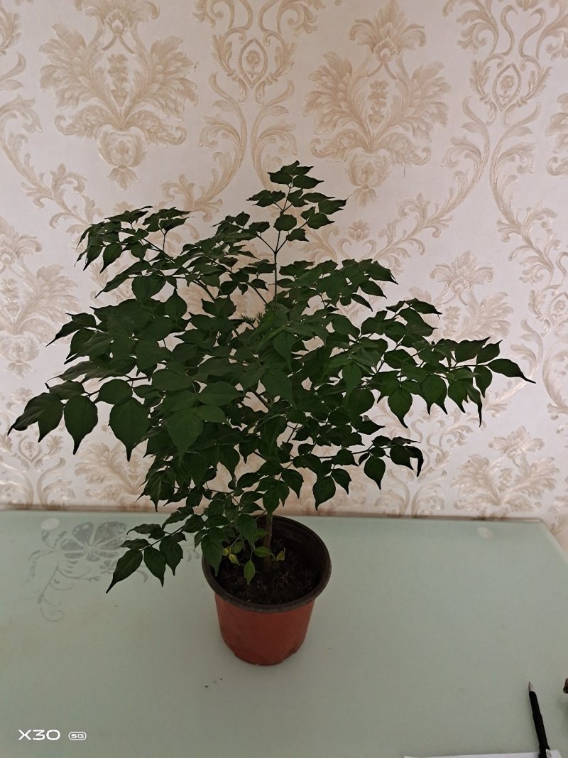 幸福树苗高度30-40公分带盆包邮