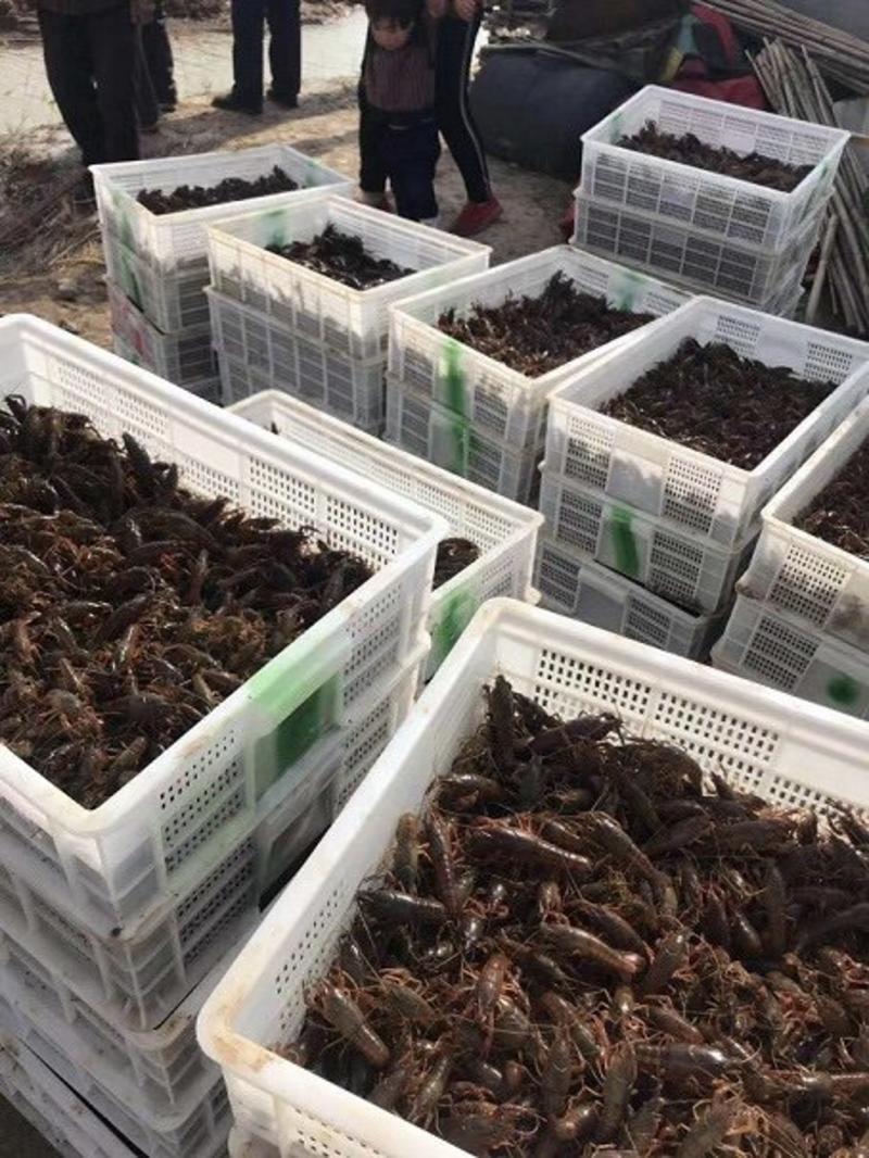 山东微山湖龙虾养殖基地，龙虾苗，种虾。规格80-120。