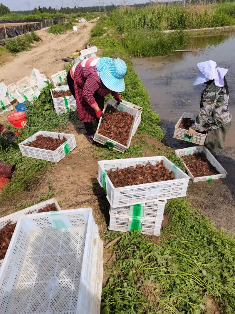 山东微山湖龙虾养殖基地，龙虾苗，种虾。规格80-120。