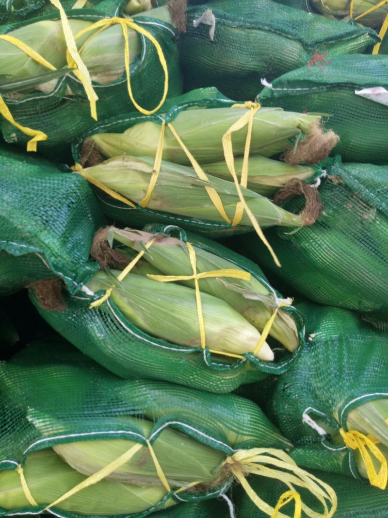 万糯2000白糯玉米大量供应，价格美丽，质量输出