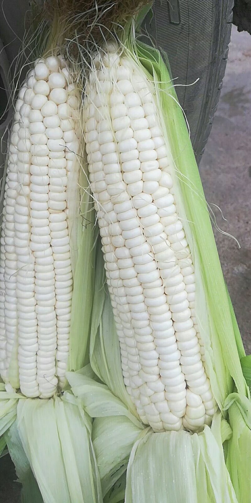 万糯2000白糯玉米大量供应，价格美丽，质量输出