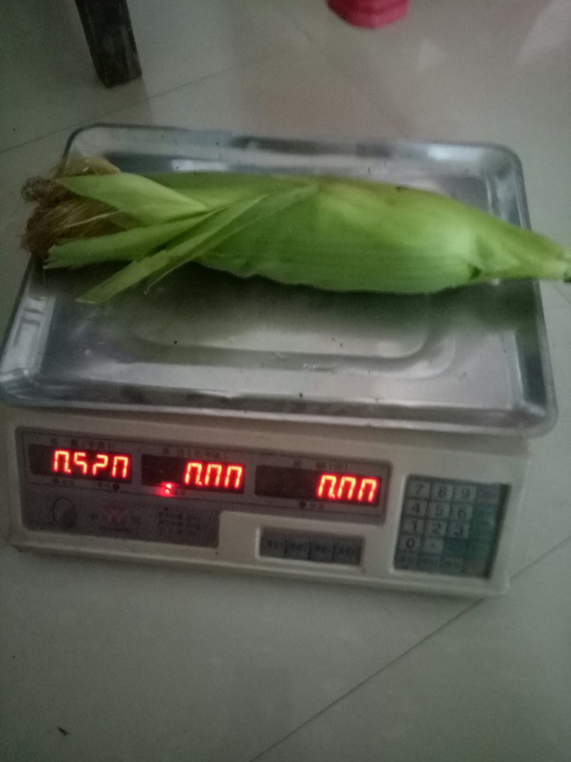 万糯2000白糯玉米大量供应，价格美丽，质量输出
