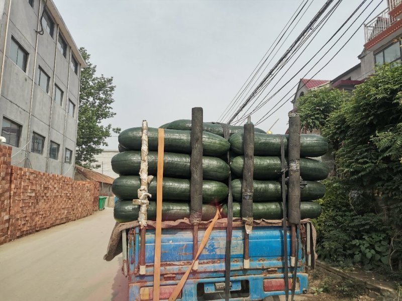 山东省临沂市工棚长条黑皮大冬瓜大量上市～无黑心无黄心～