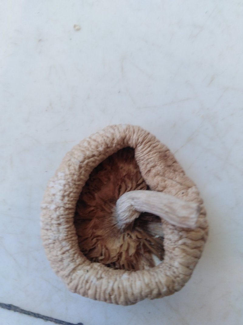 蘑菇野生紫花脸蘑菇营养价值高。口感好，肉质细腻！