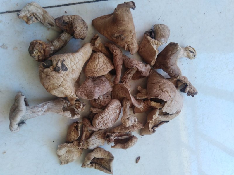 蘑菇野生紫花脸蘑菇营养价值高。口感好，肉质细腻！
