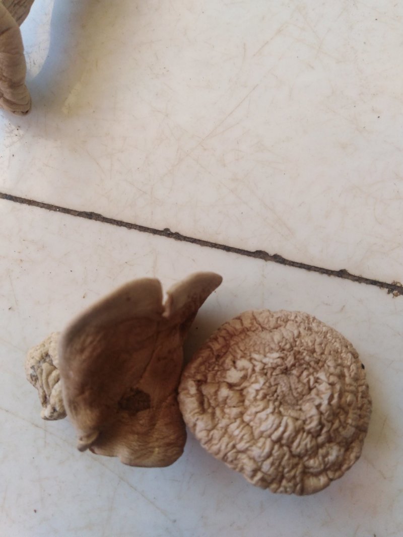 蘑菇野生紫花脸蘑菇营养价值高。口感好，肉质细腻！